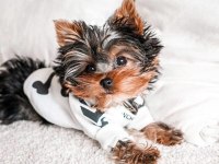 Çok akıllı sorunsuz ev köpeği