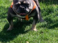 LOGAN BLUE AND TAN AUAD ERKEK FRENCH BULLDOG