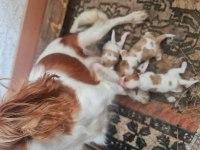 Cavalier bebeklerimiz için acele edin