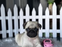 Pug Mops Yavrumuz Üst Kalite
