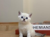 Tüm cins kediler mevcut sağlık garantisi var