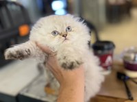 Irk garantili scottish longhair golden point