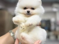 Pomeranian Boo 2-3 Aylık