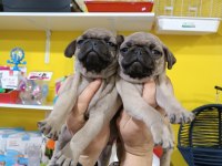 A kalite Pug Mops yavrularımız
