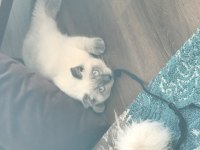 5 aylık oyuncu scottish fold