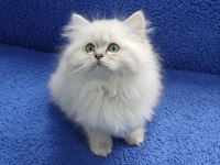 İstanbul içi 7/24 Adrese teslim longhair British ponçik 
