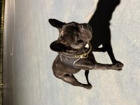Eğitimli erkek french bulldog