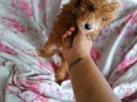 Toy poodle