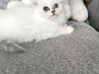 Boncuk göz kediler serisi 3