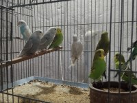 Her renk her tür muhabbet kuşu vardır