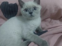 Minik british kıza yuva