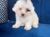 Terrier bebek köpekler