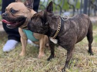 French bulldog ana baba orijinal