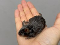 Lab - Rat - Dumbo Rat - Panda Mice Adrese Teslim Mevcut