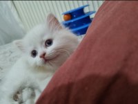 Kedi dişi iki aylık
