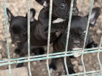 2 adet french bulldog bilgi almadan geçmeyin