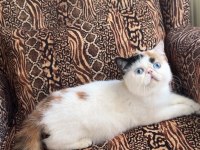 Mavi göz ve odd eyes dünyanın en nadir Exotic çifti