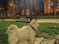 SAMOYED SÜS KÖPEĞİ 9 AYLIK