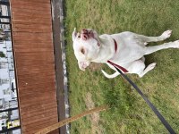 Çatalburun Köpek Av Köpeği