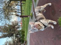 French Bulldog Oğluma Dişi Arıyorum
