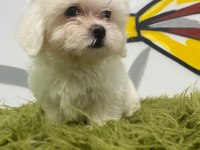 MALTESE TERRİER