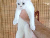 2 dişi 3 erkek 55 günlük yavru british shorthair bebekler