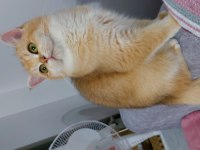 Kaliteli golden ny 12 dişi british shorthair