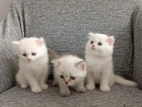 Kendi Kedimizin Yavruları Sahiplendirilecektir