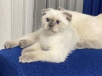 Scottish fold blue point yavru kedisi