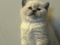 Top Kafa British Shorthair