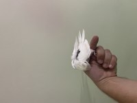 Heavy CF Clear Albino Lutino El Besleme Yavru Sultan