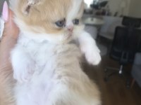 Sevimli Exotic Shorthair yavru