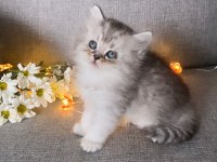 Efsane güzellik british longhair