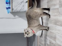 KEDİMİZ HERA İÇİN YUVA ARIYORUZ.