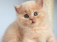 Tarçın CY Golden british shorthair