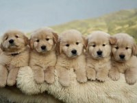 İddialıyız Türkiyenin En İyi Golden Retriever Yavruları