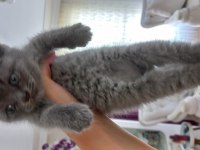 British shorthair yavru kedimiz