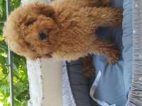 Aşılı teslim poodle yavrular