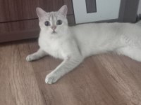 British shorthair 2133 golden point dişi full secereli