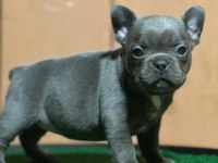 Top kalite Blue french bulldog yavrular