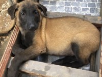 Safkan ırk garantili belçika kurdu