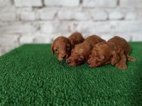 Toy poodle yavrularımız yeni yuvalarının arıyor