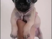 Pug Yavrularımız Irk Ve Sağlık Garantili
