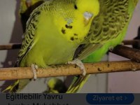 Jumbo muhabbet kuşu yavrular