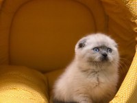 SCOTTISH FOLD BLUE POİNT YAVRULARIM 