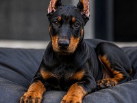 Çivi gibi doberman estetikli yavrular