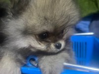 Pomeranian Boo Köpeği