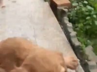 Cocker yavrularımız teslime hazır