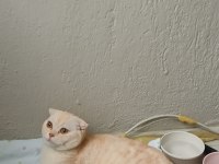 Scottish Fold Oğluma Yuva Arıyorum