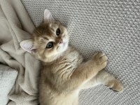 3 AYLIK GOLDEN BRITISH SHORTHAIR